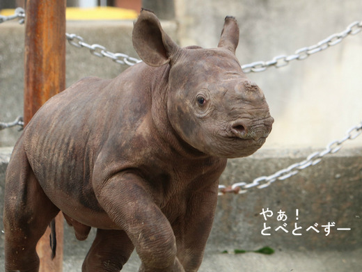 とべ動物園ブログ：やぁ！とべとべずー