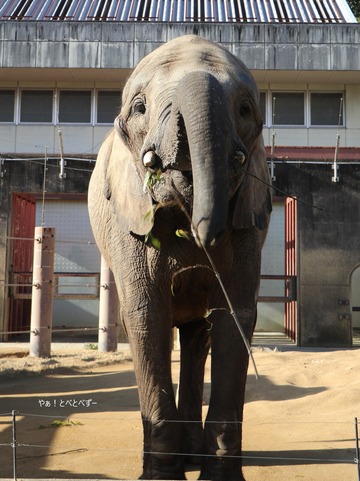 日本で唯一アフリカゾウの家族が暮らす愛媛とべ動物園