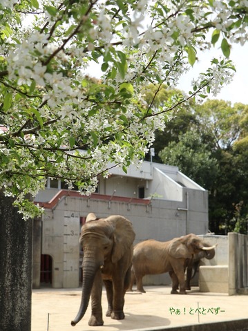 とべ動物園アフリカゾウの親子：リカ母さん、砥愛ちゃん