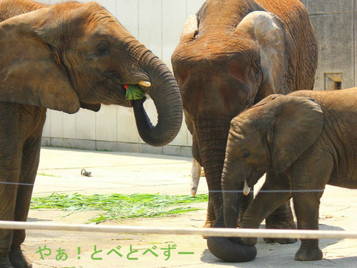 スイカ大好きアフリカゾウの家族