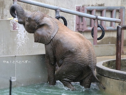 アフリカゾウの写真満載のブログ:やぁ!とべとべずー