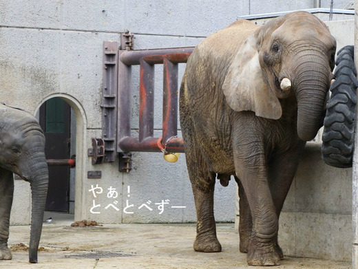 アフリカゾウの写真満載の