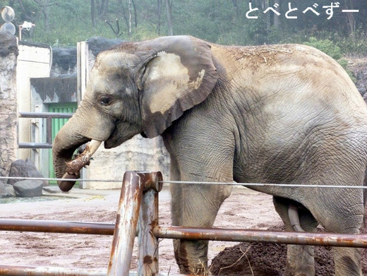 とべ動物園アフリカゾウ：媛ちゃんの弟の砥夢（とむ）くん