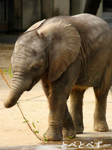 アフリカゾウの親子が暮らす動物園：愛媛県立とべ動物園