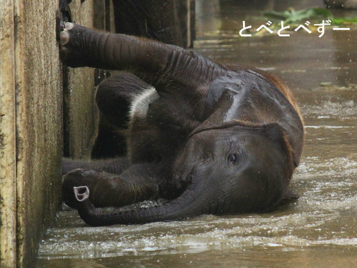 水浴びするアフリカ象の赤ちゃん