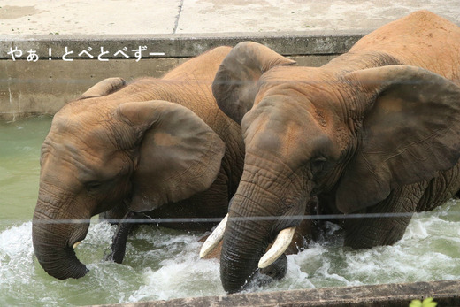 プールで遊ぶリカ母さんと媛ちゃん
