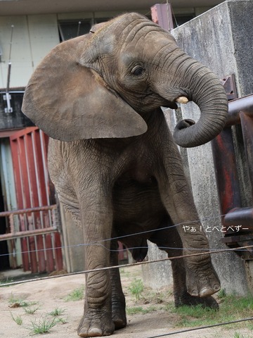 アフリカゾウのお転婆娘：砥愛ちゃん（愛媛とべ動物園）