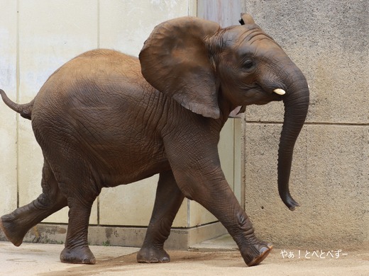 興奮して走り回るアフリカゾウの子象の砥愛@とべ動物園