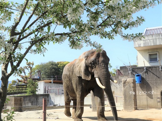 とべ動物園アフリカゾウ：リカ母さん（メス、推定３６歳）