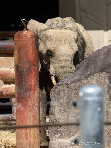 安佐動物公園:マルミミゾウ(メイ)