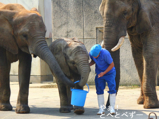 アフリカゾウ、アジアゾウ大好きブログ：やぁ！とべとべずー