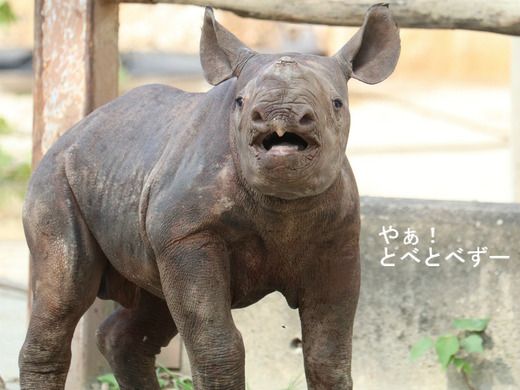 ヒガシクロサイの赤ちゃんの泣き声