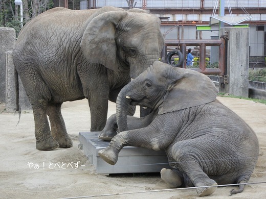 とべ動物園アフリカゾウの親子：リカ、媛、砥愛