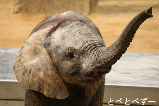 とべ動物園アフリカゾウの砥愛（とあ）