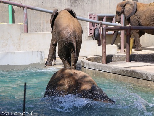 日本で唯一血縁関係のあるアフリカゾウの親子が暮らす愛媛とべ動物園