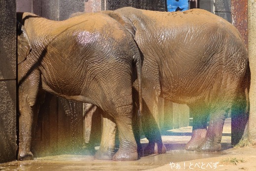 日本で唯一血縁関係のあるアフリカゾウの親子が暮らす愛媛とべ動物園