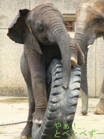 とべ動物園アフリカゾウの
