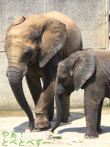 とべ動物園アフリカゾウの仲良し姉妹：媛ちゃん、砥愛ちゃん