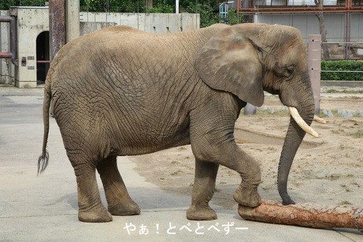 とべ動物園アフリカゾウ：リカさん（メス、推定３３歳