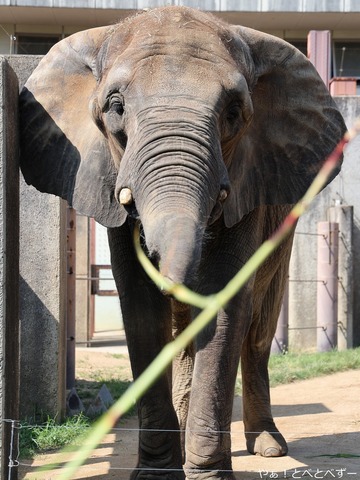 アフリカゾウ、アジアゾウ大好きブログ：やぁ！とべとべずー