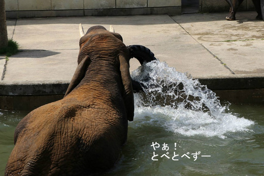 アフリカゾウの写真満載のブログ：やぁ！とべとべずー