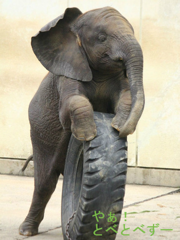 多摩動物公園アフリカゾウの砥夢くんの妹の砥愛ちゃん