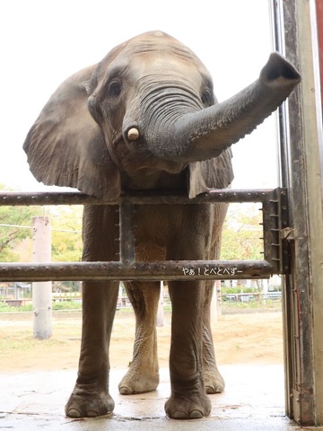 とべ動物園アフリカゾウ:媛ちゃん(メス、17歳)