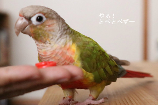 ホオミドリアカオウロコインコのブログ
