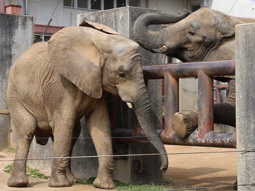 とべ動物園アフリカゾウ：アフ、リカ、媛、砥夢、