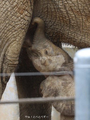 とべ動物園アフリカゾウのブログ:やぁ!とべとべずー