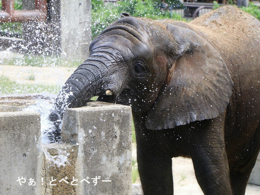 とべ動物園アフリカゾウのブログ:やぁ!とべとべずー