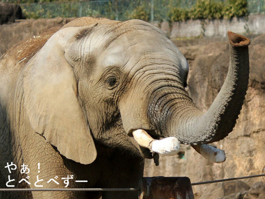 とべ動物園アフリカゾウ：アフ、リカ、媛、砥夢、砥愛