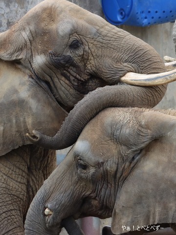 とべ動物園アフリカゾウ：リカ母さん（メス、推定38歳）