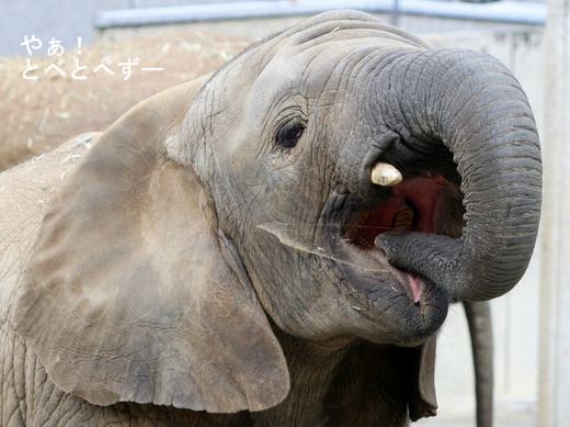 アフリカゾウ、アジアゾウ大好きブログ:やぁ!とべとべずー