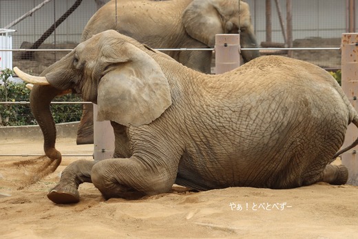 とべ動物園ブログ：やぁ！とべとべずー