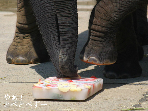 アフリカゾウのオヤツ：氷の果物