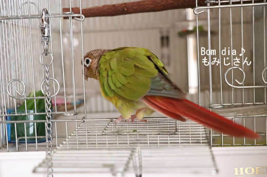 ウロコインコのフォージング(餌探し)