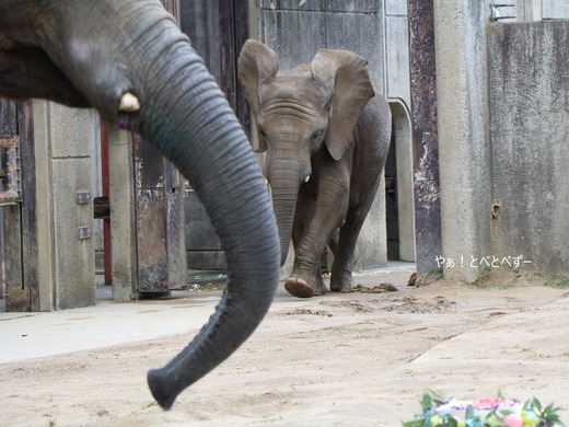 とべ動物園アフリカゾウ：砥愛ちゃん（メス、１０歳）