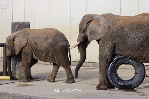 アフリカゾウの写真満載のブログ：やぁ！とべとべずー