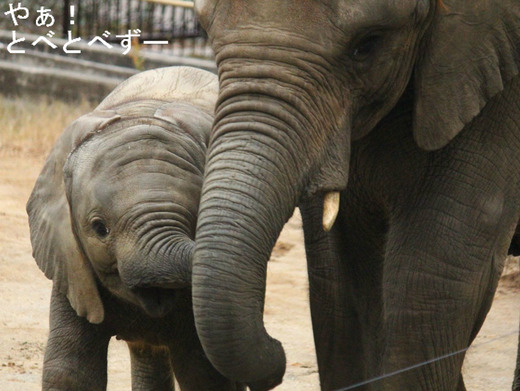 とべ動物園アフリカゾウのブログ:やぁ!とべとべずー