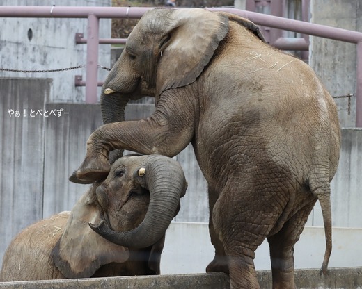 とべ動物園アフリカゾウ:媛ちゃん(メス、19歳)