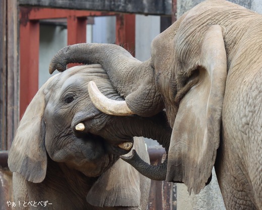 とべ動物園アフリカゾウの親子:リカ母さん、砥愛ちゃん
