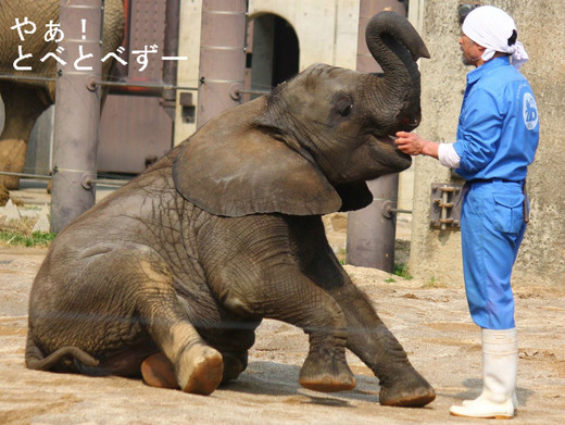 アフリカゾウのレジェンド飼育員・椎名修さん