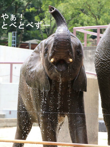 とべ動物園アフリカゾウのブログ