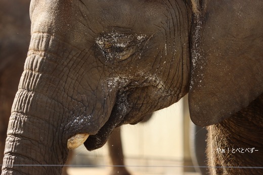 とべ動物園アフリカゾウ：砥愛ちゃん（メス、１０歳）