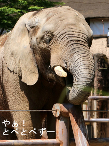 アフリカゾウ、アジアゾウ大好きブログ：やぁ！とべとべずー