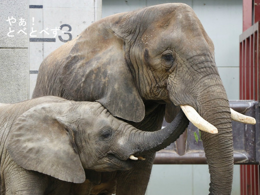 とべ動物園アフリカゾウの親子:リカ(母)、砥愛(末娘)
