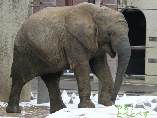 とべ動物園アフリカゾウのブログ:やぁ!とべとべずー