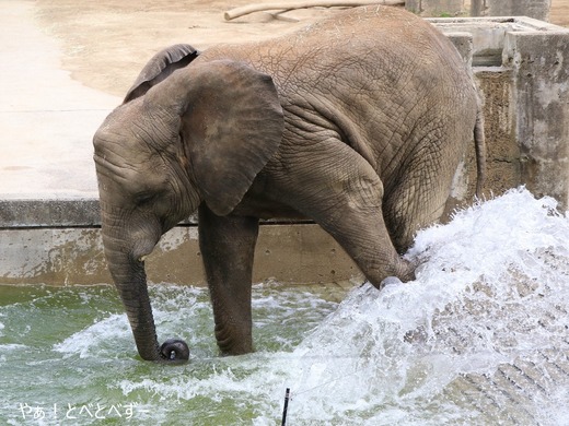 とべ動物園ブログ:やぁ!とべとべずー