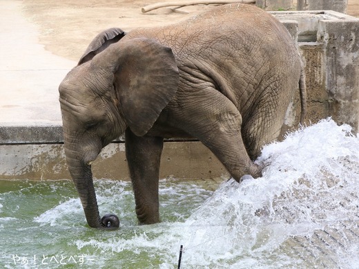 とべ動物園ブログ：やぁ！とべとべずー